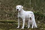 DOGUE ARGENTIN 333